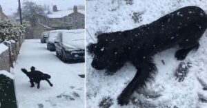 Read more about the article This little dog’s unique reaction to his first snowfall will melt your heart.