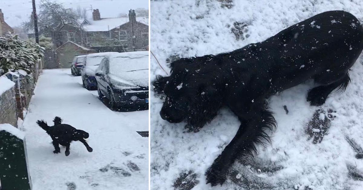 You are currently viewing This little dog’s unique reaction to his first snowfall will melt your heart.