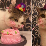 Adorable Cat Eating a Birthday Cake