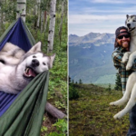 Loki is a lovable dog that enjoys going on adventures with his dad. He is a Malamute, Arctic wolf, Husky, and pawsome mix.