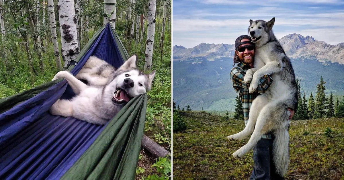 Read more about the article Loki is a lovable dog that enjoys going on adventures with his dad. He is a Malamute, Arctic wolf, Husky, and pawsome mix.