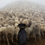 Photographs Taken of the World’s Hardest-Working Dogs