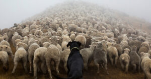Read more about the article Photographs Taken of the World’s Hardest-Working Dogs