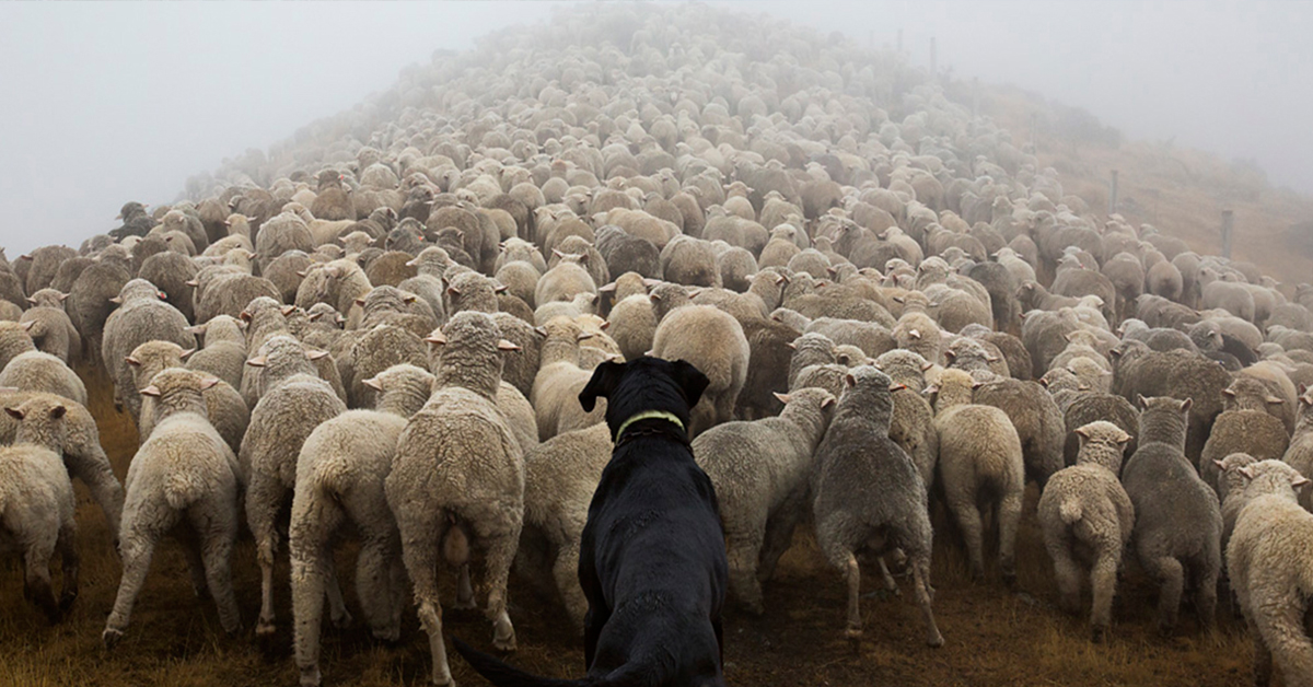 You are currently viewing Photographs Taken of the World’s Hardest-Working Dogs
